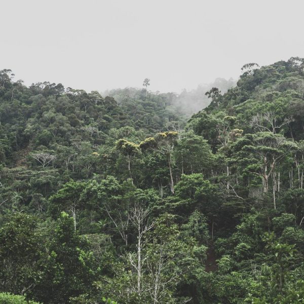 To Curb Climate Change, We Must Listen to Indigenous Voices