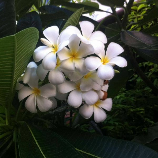 The Frangipani Flower that Never Fades