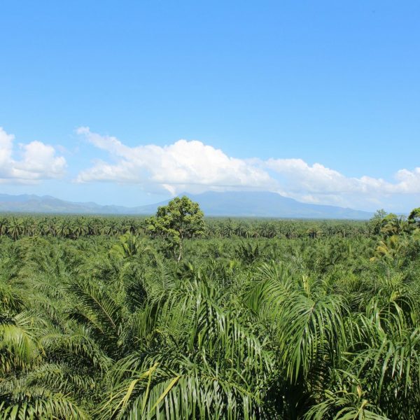ERI Joins 80 Other Organizations to Ask that FMO and Finnfund Do No More Harm in Honduras