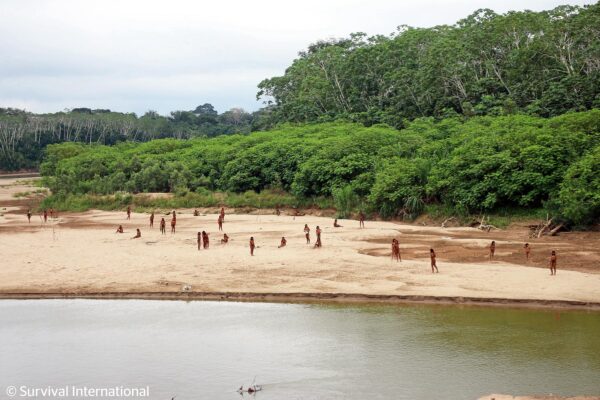 Support Survival International and Indigenous organizations’ petition to the FSC to withdraw certification of the company Canales Tahuamanu SAC for its operation in isolated Indigenous peoples’ territories