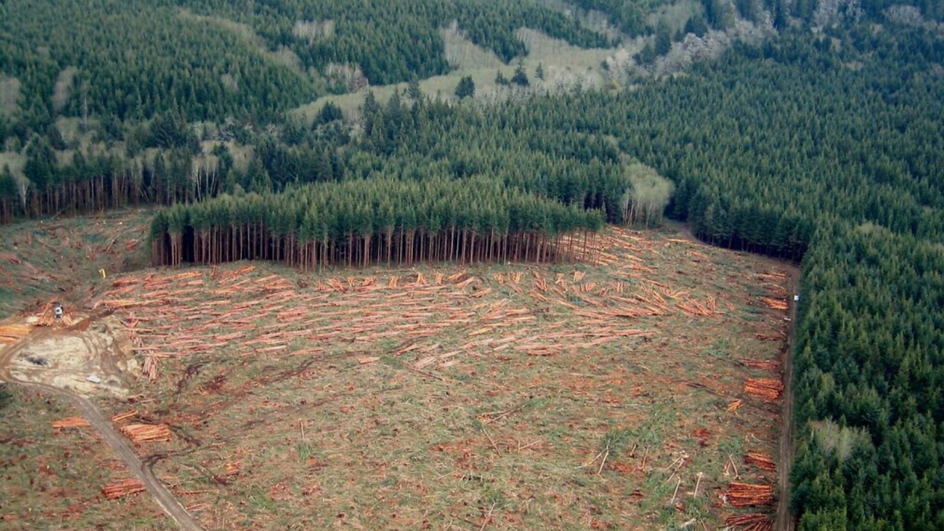 Clearing forests. Лес. Антропогенные проблемы леса. Forest Cutting. Cut down Forests.