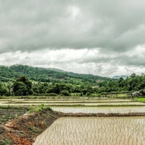Rice paddies in Ban Nong Tao, Thailand.
