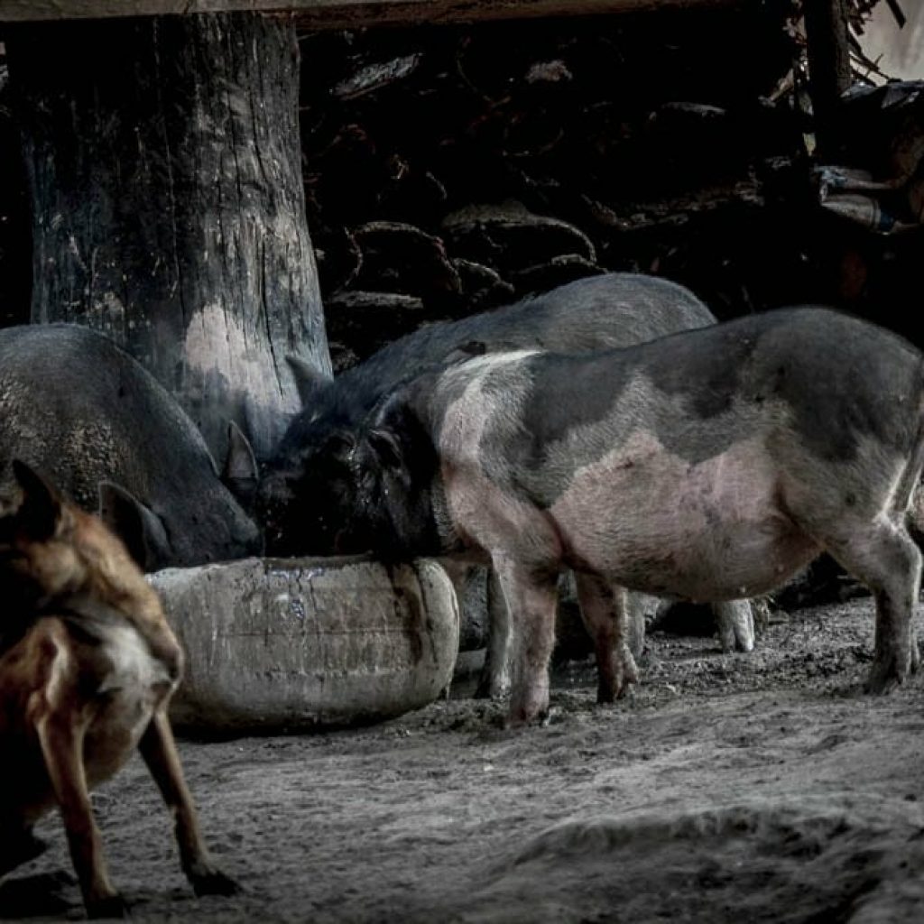 Mondul Yorn villagers also raise pigs.