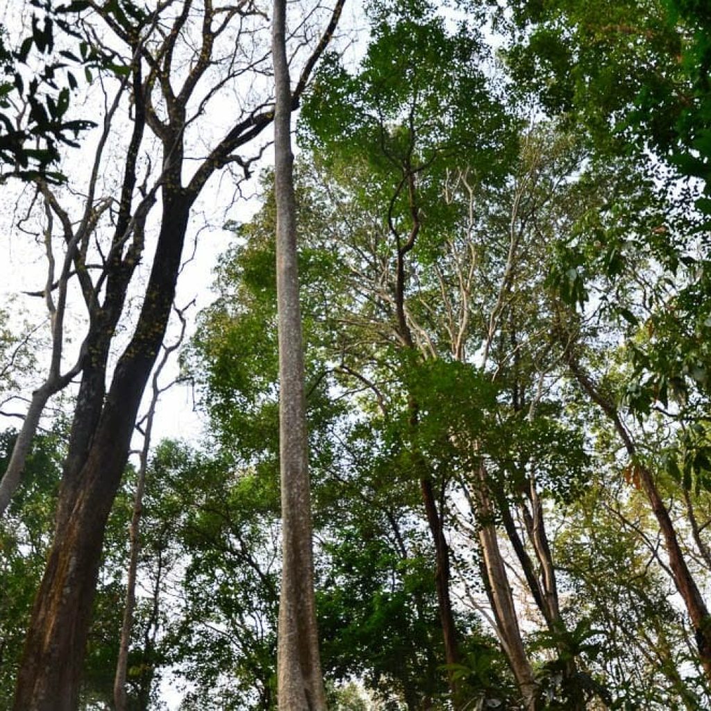 The forests in Virachey National Park are important for the villagers’ way of life.