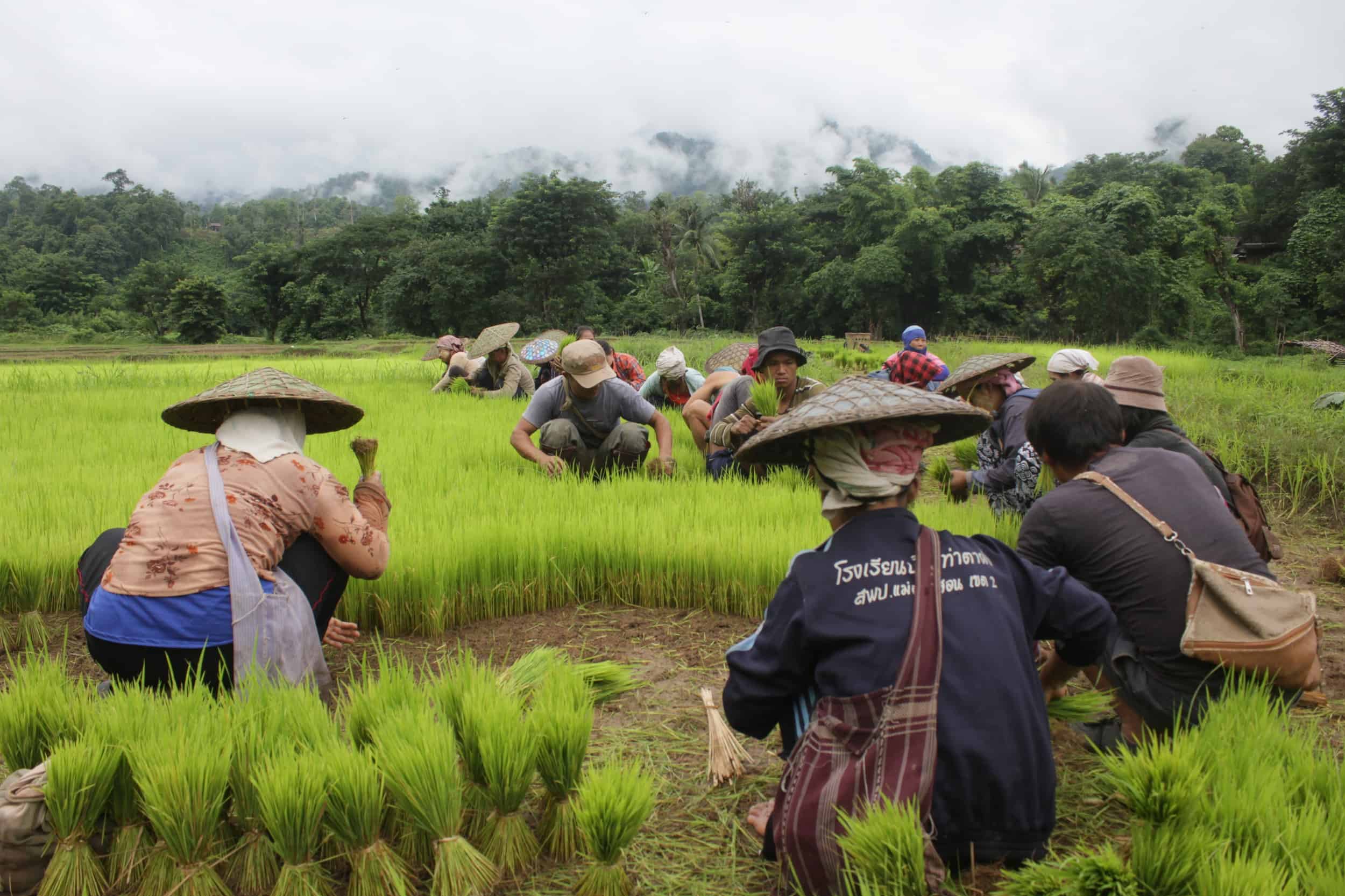 Rice farmers work near the site of the proposed Hatgyi dam on the Salween River.
