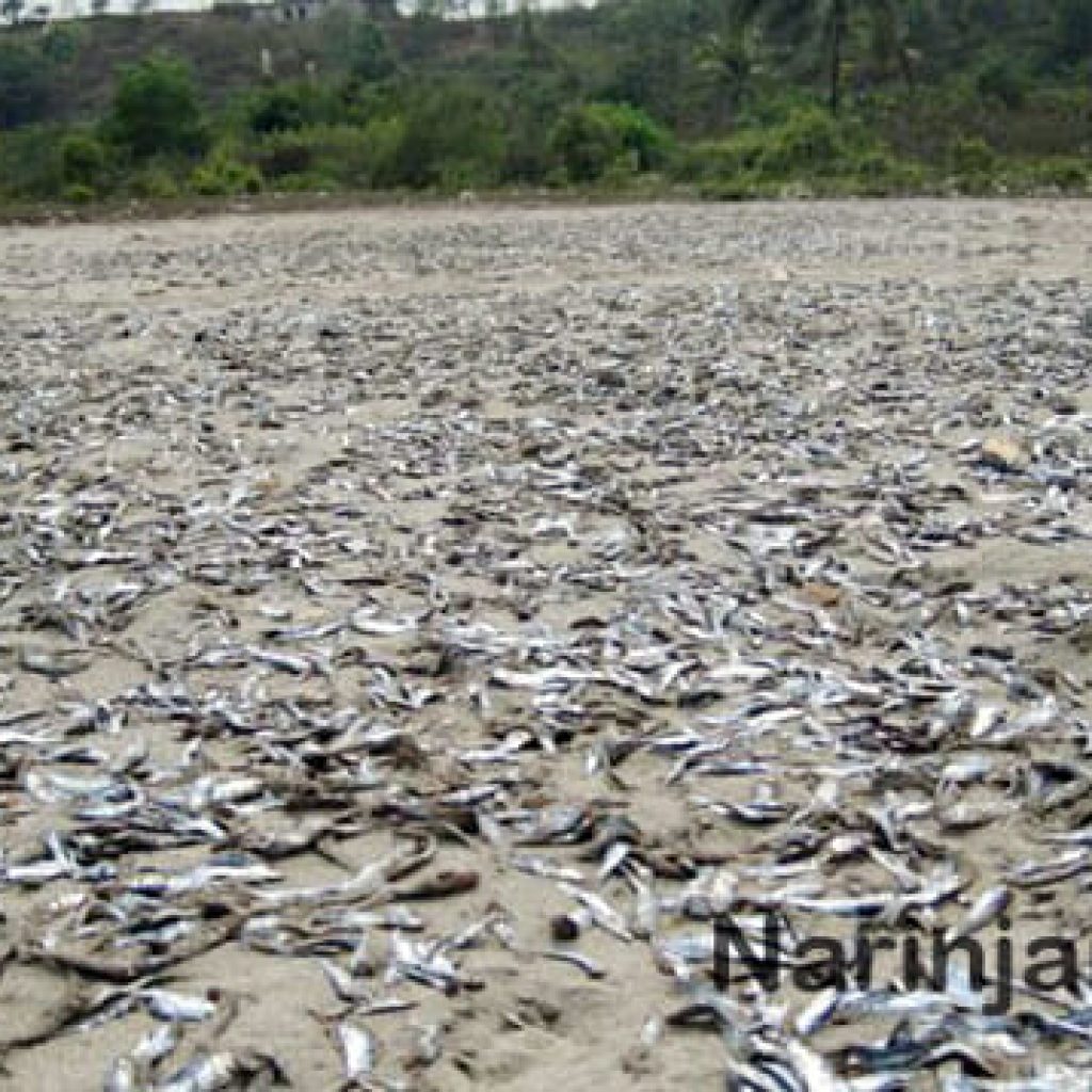 Dead fish in Arakan state