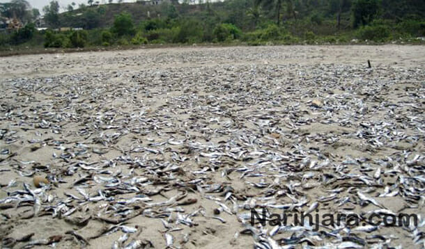 Dead fish in Arakan state