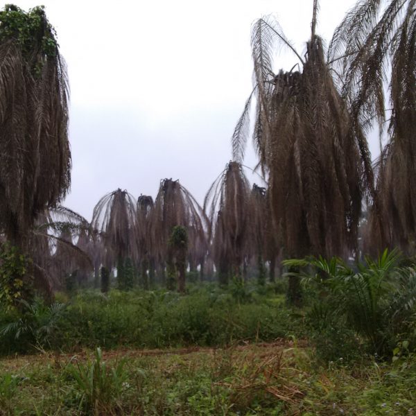 Honduran Farmers Sue World Bank Group for Human Rights Violations