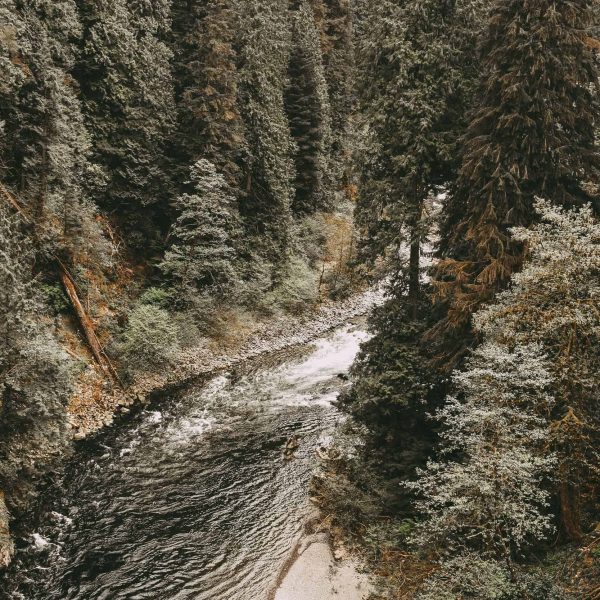 Logging Giant Uses Bogus Lawsuits to Intimidate Environmental Activists