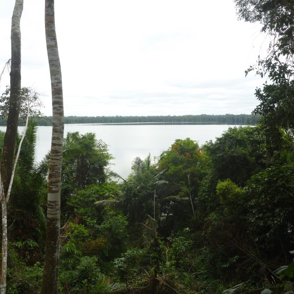 Interning in the Amazon