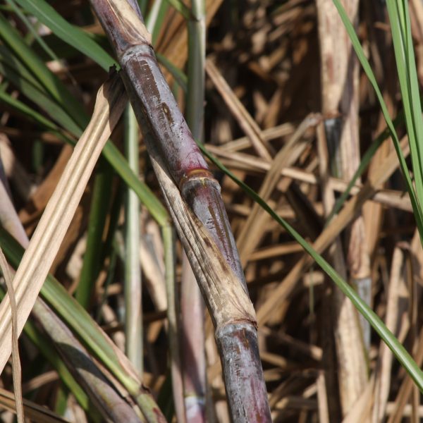 Human Rights Violations in Koh Kong Sugar Plantation Confirmed by Thai Human Rights Commission